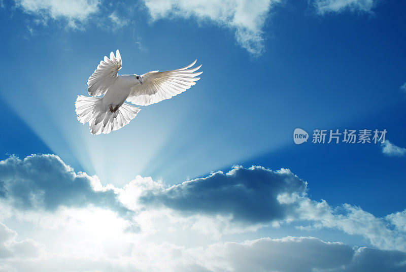 圣灵鸽子在蓝天飞翔