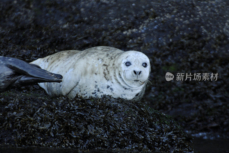 麻斑海豹