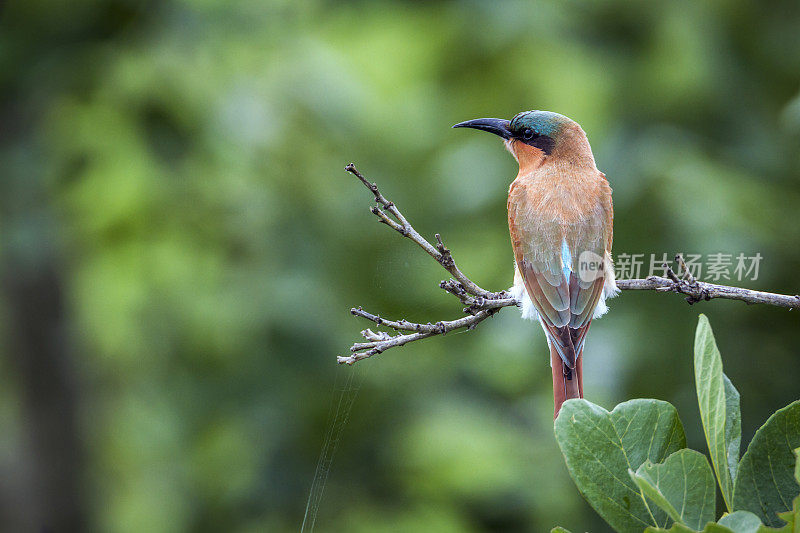 南非克鲁格国家公园的南胭脂红食蜂鸟