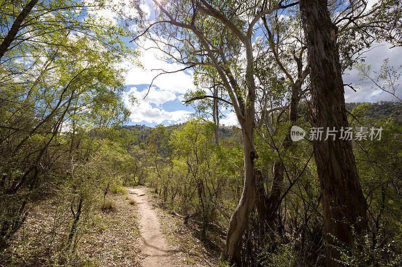 一条崎岖不平的土路蜿蜒穿过一片崎岖不平的森林