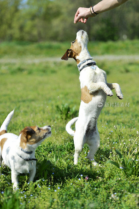 两只杰克罗素梗犬在公园里玩耍