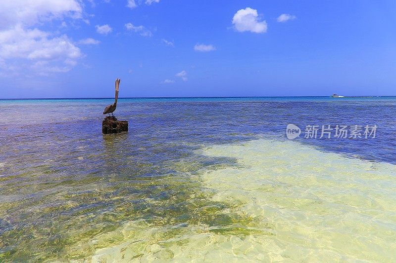 鹈鹕水鸟站在绿松石海滩-阿鲁巴，加勒比海