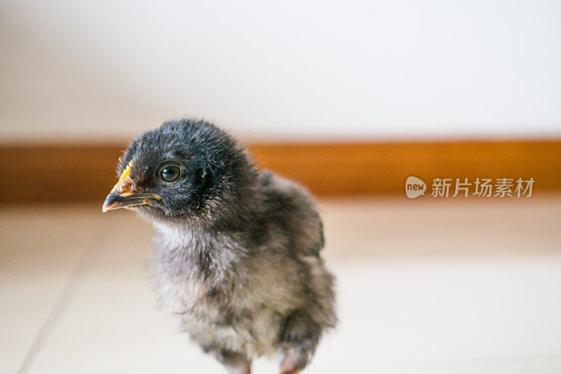 婴儿鸡