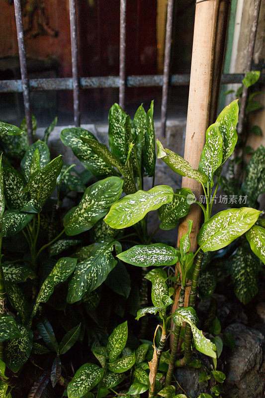 中国常绿植物