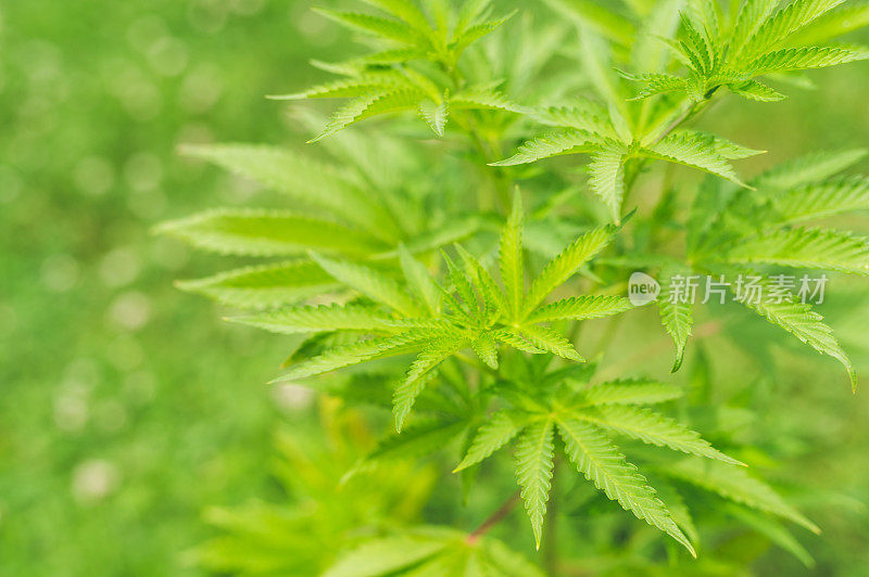 大麻植物的特写镜头