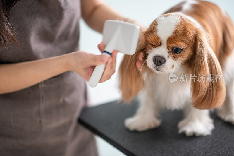 一位中国女狗美容师正在为一只骑士查尔斯王猎犬梳妆