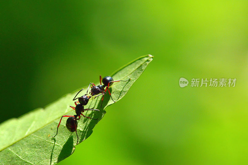 两只黑蚂蚁在美丽的绿色背景下的树叶上打斗