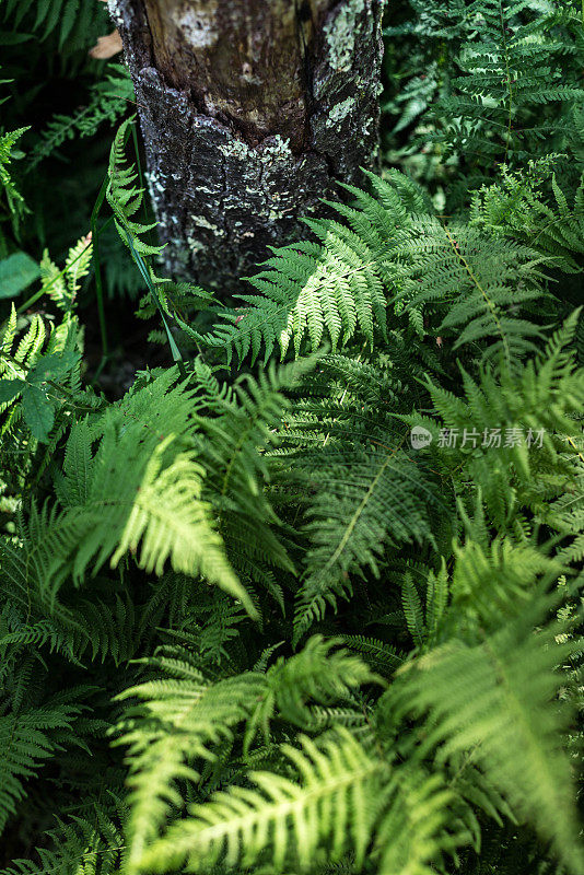 蕨类植物