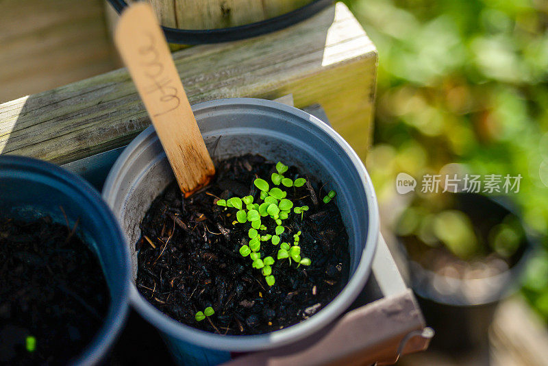 种植花园种植