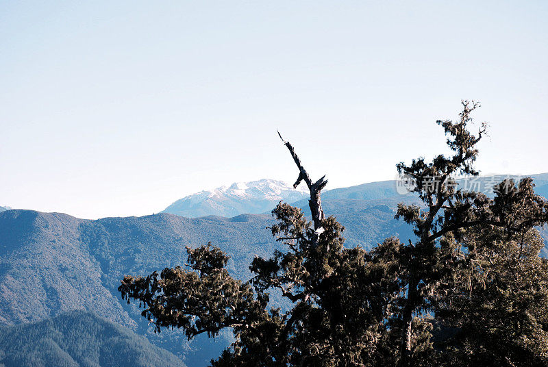 白松果和新西兰山景乡村景色，冬天