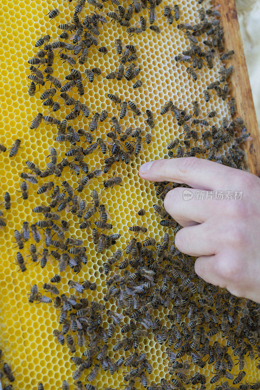 养蜂人展示蜂房
