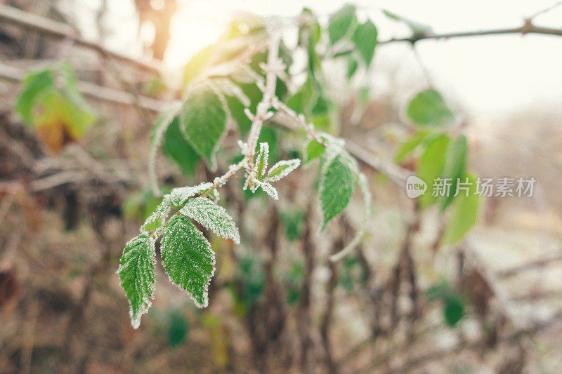 冬天的早晨，阳光透过冰冻的树叶