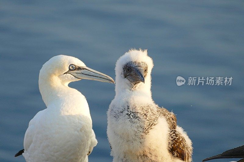 黑戈兰岛的北方塘鹅