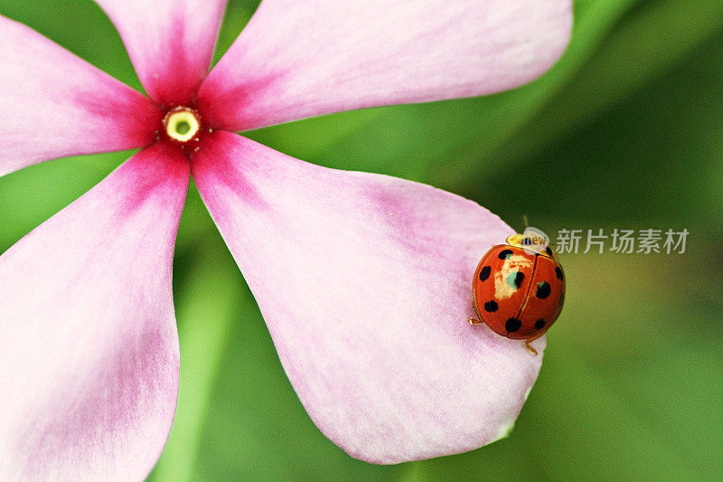 瓢虫在粉红色的花上(绿色背景)