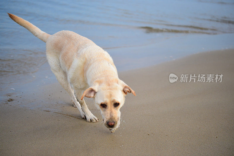 康沃尔海滩上的拉布拉多寻回犬