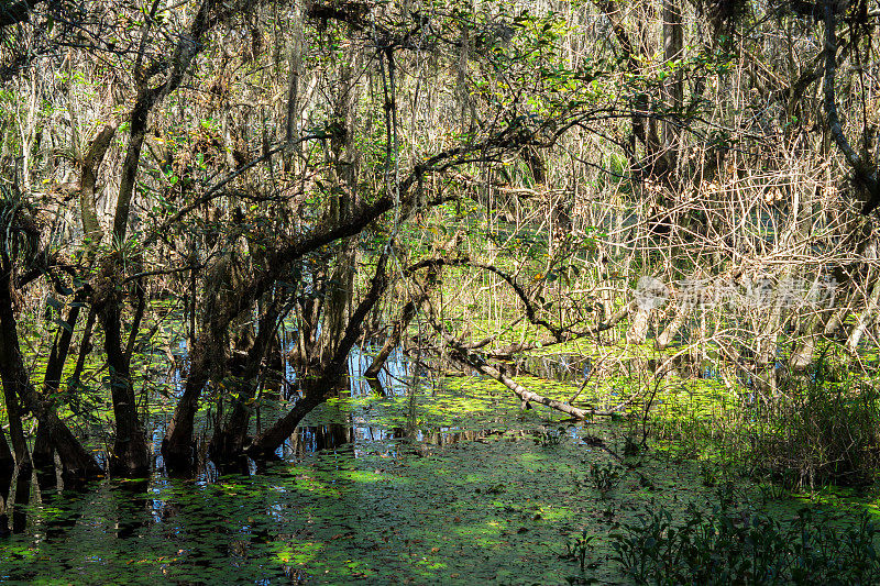 美国佛罗里达州的沼泽国家公园