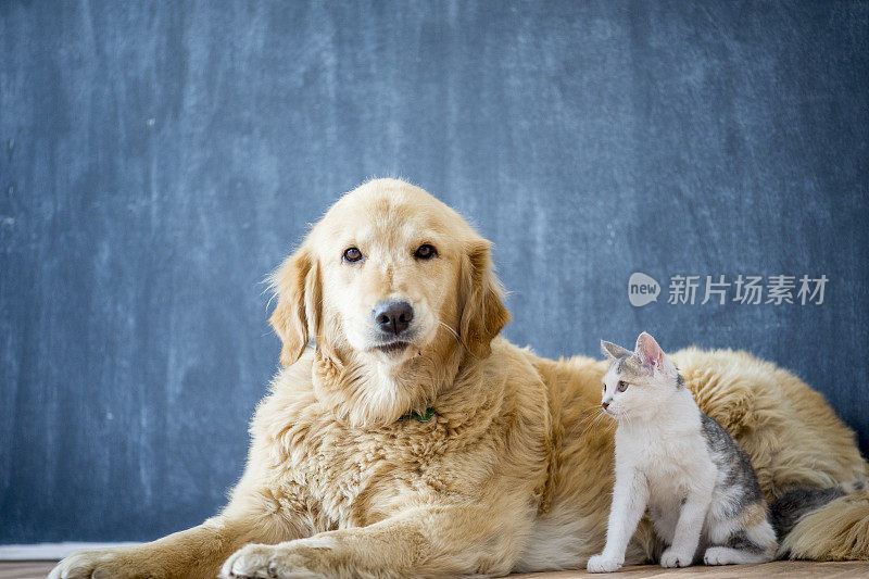 友好的狗和猫