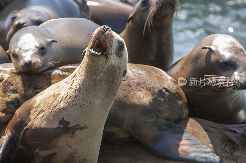 野生海狮互相堆在一起