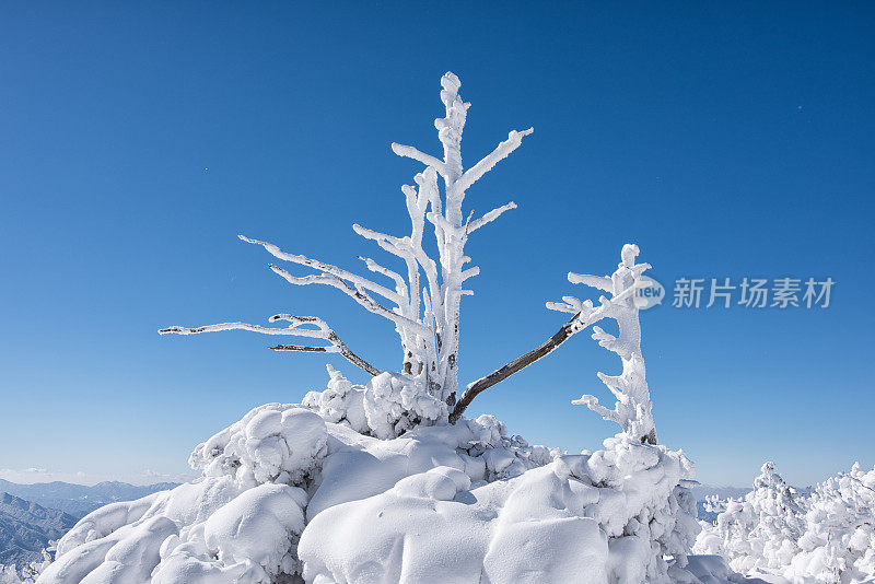 枯树上的霜冰