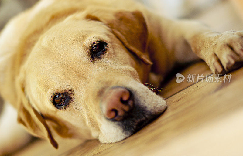 黄色拉布拉多寻回犬躺在木地板上