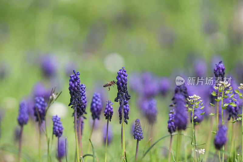 蜜蜂采摘葡萄风信子