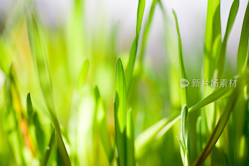 春天新鲜的绿草特写才长出来