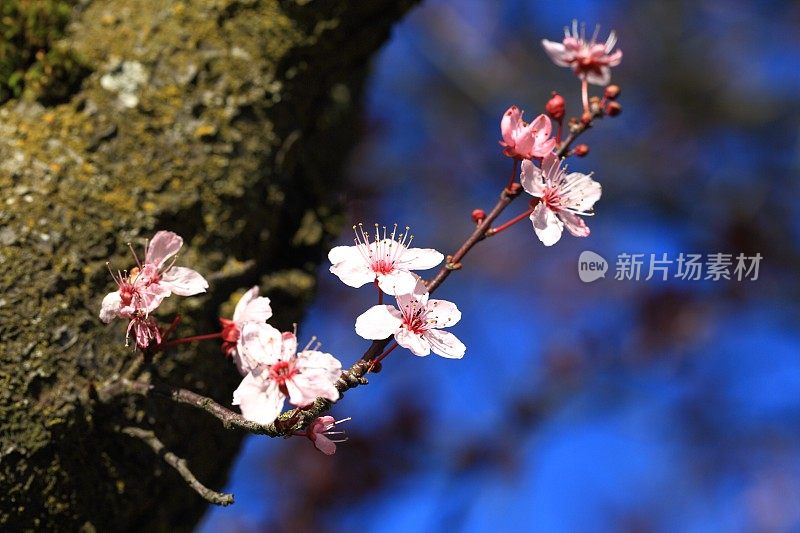 粉红色的樱花在春天绽放