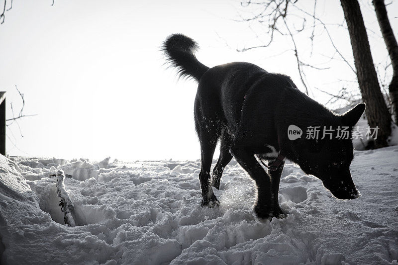 丹麦雪景中的狗。