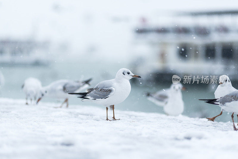 海鸥在节目中