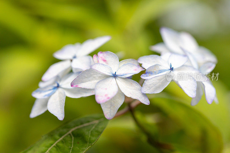 绣球花花