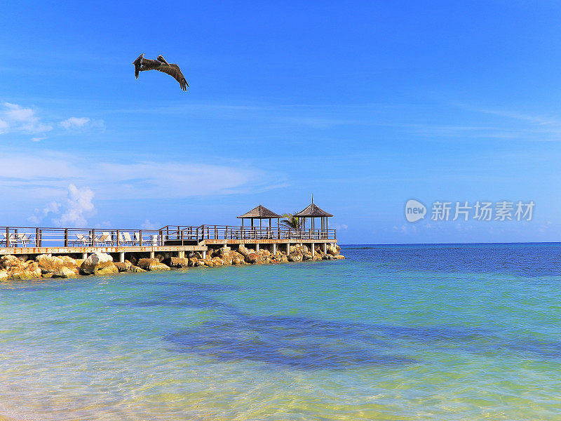 鹈鹕水鸟飞过海滩，蒙特哥湾-牙买加，加勒比海