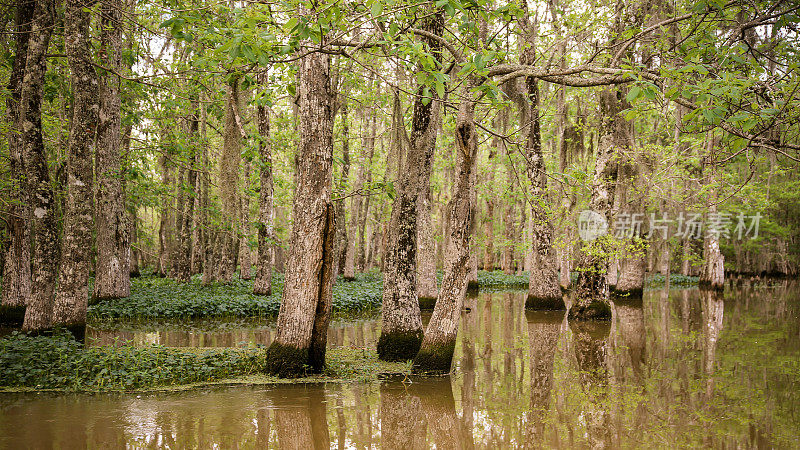 沼泽树在水中生长，路易斯安那州河口