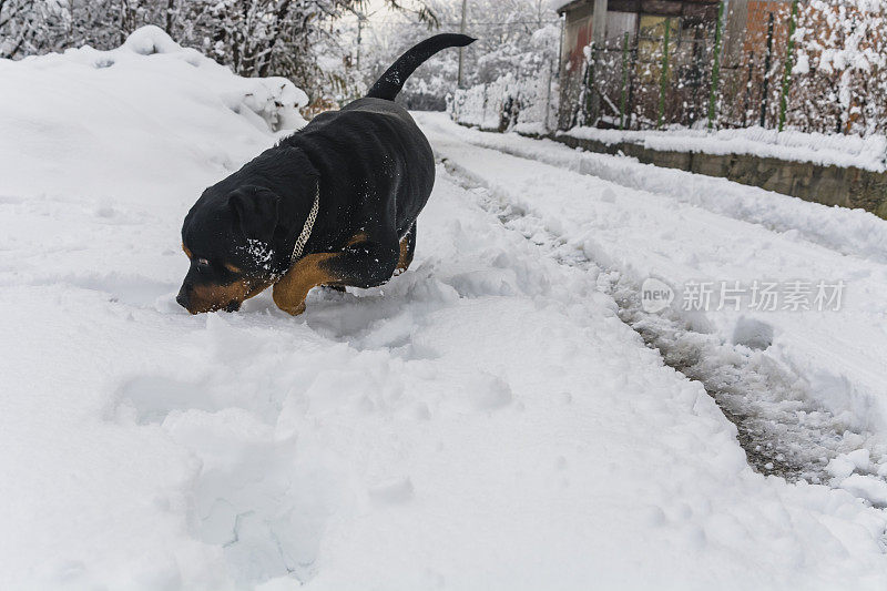 村子里的狗在雪地里玩耍