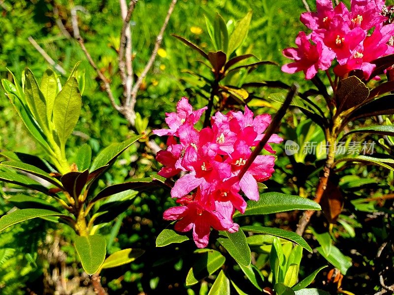 高山玫瑰(杜鹃)