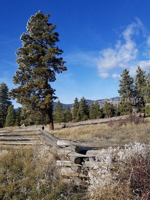 草地围栏和树的背景。