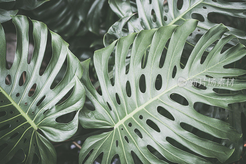 植物蓬莱蕉