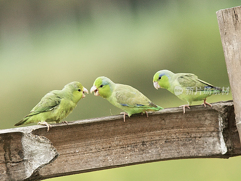 三只太平洋鹦鹉在篱笆上争吵