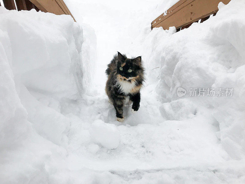 可爱的猫走进房子后，巨大的暴风雪。