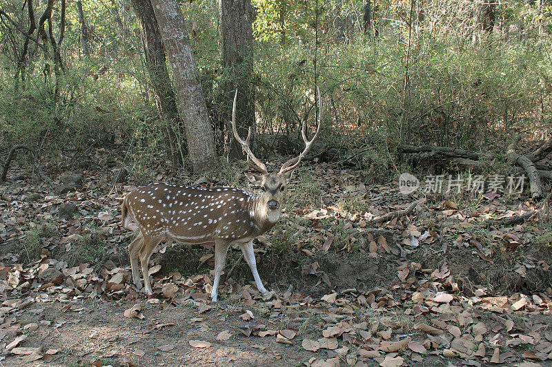 斑点赤鹿与鹿角班德哈瓦加国家公园雨林印度