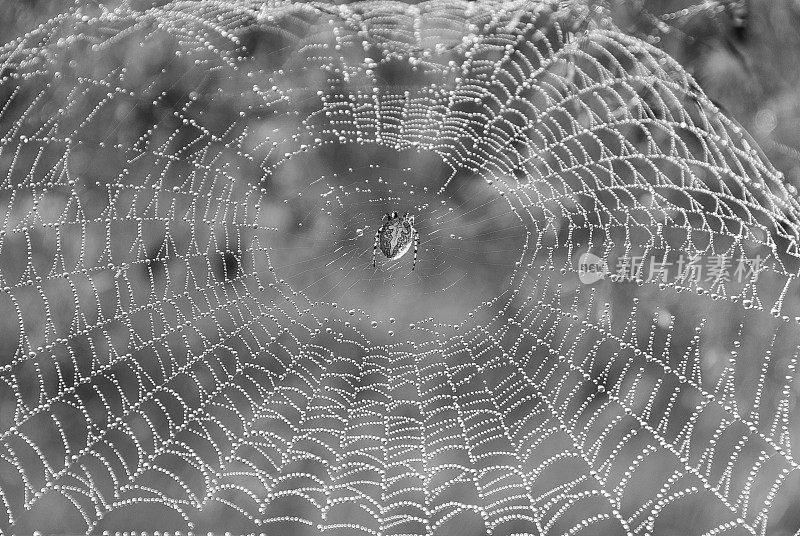 露珠蜘蛛网里的蜘蛛。