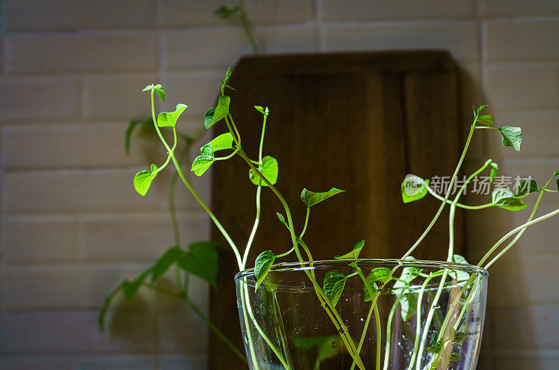 豆芽。花瓶内的绿叶植物