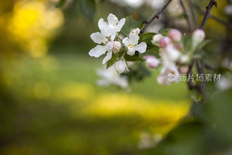 盛开的苹果树