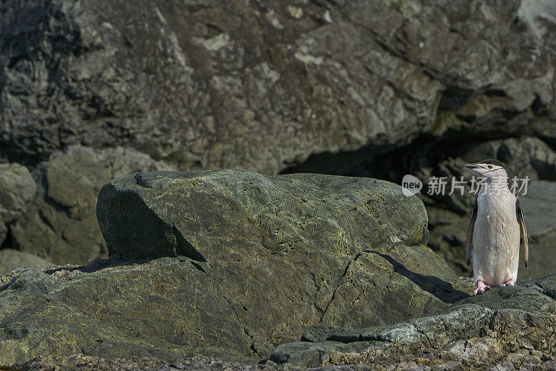 野生帽带企鹅在壮观的风景南极半岛在大的南大洋