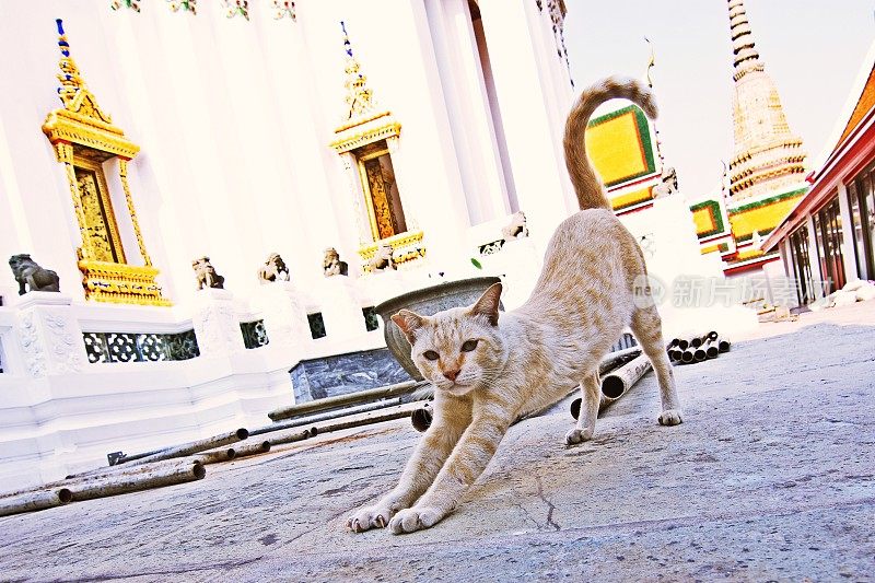 卧佛寺里伸展的猫。