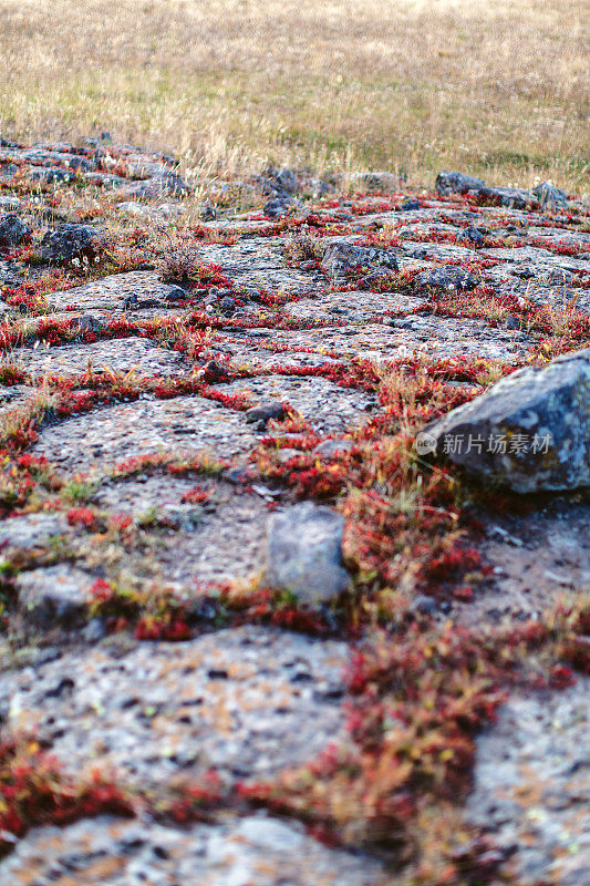 漂亮的红色高海拔植物生长在岩石之间在美丽的科罗拉多西部的土地的尽头大Mesa