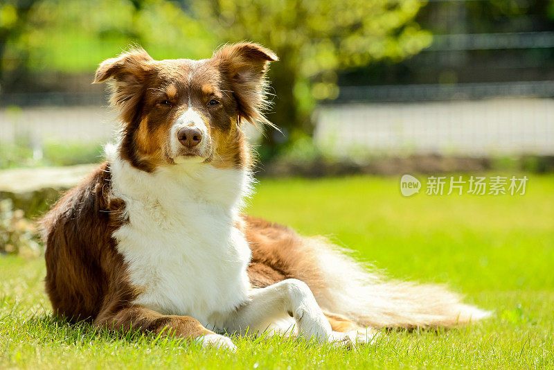 澳大利亚牧羊犬