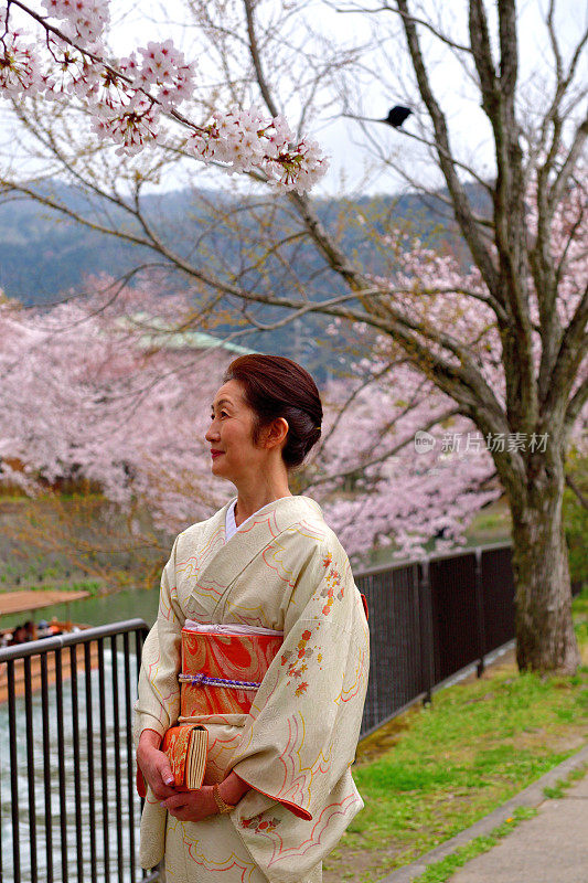 穿着和服的日本妇女在京都享受樱花盛开的季节