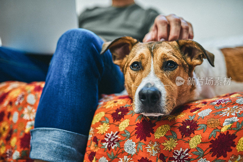 狗是人类最好的朋友