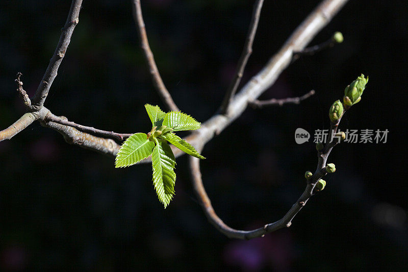 栗树在春天叶子