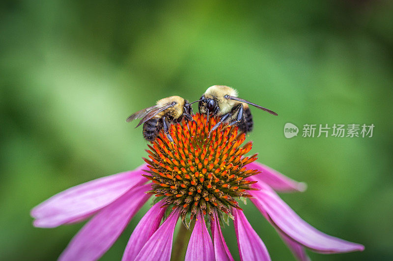 大黄蜂在紫锥菊。